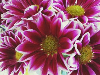 Close-up of flowers blooming outdoors