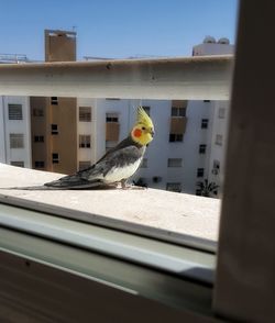 Bird perching on a building