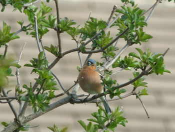 Close-up of bird perching on branch