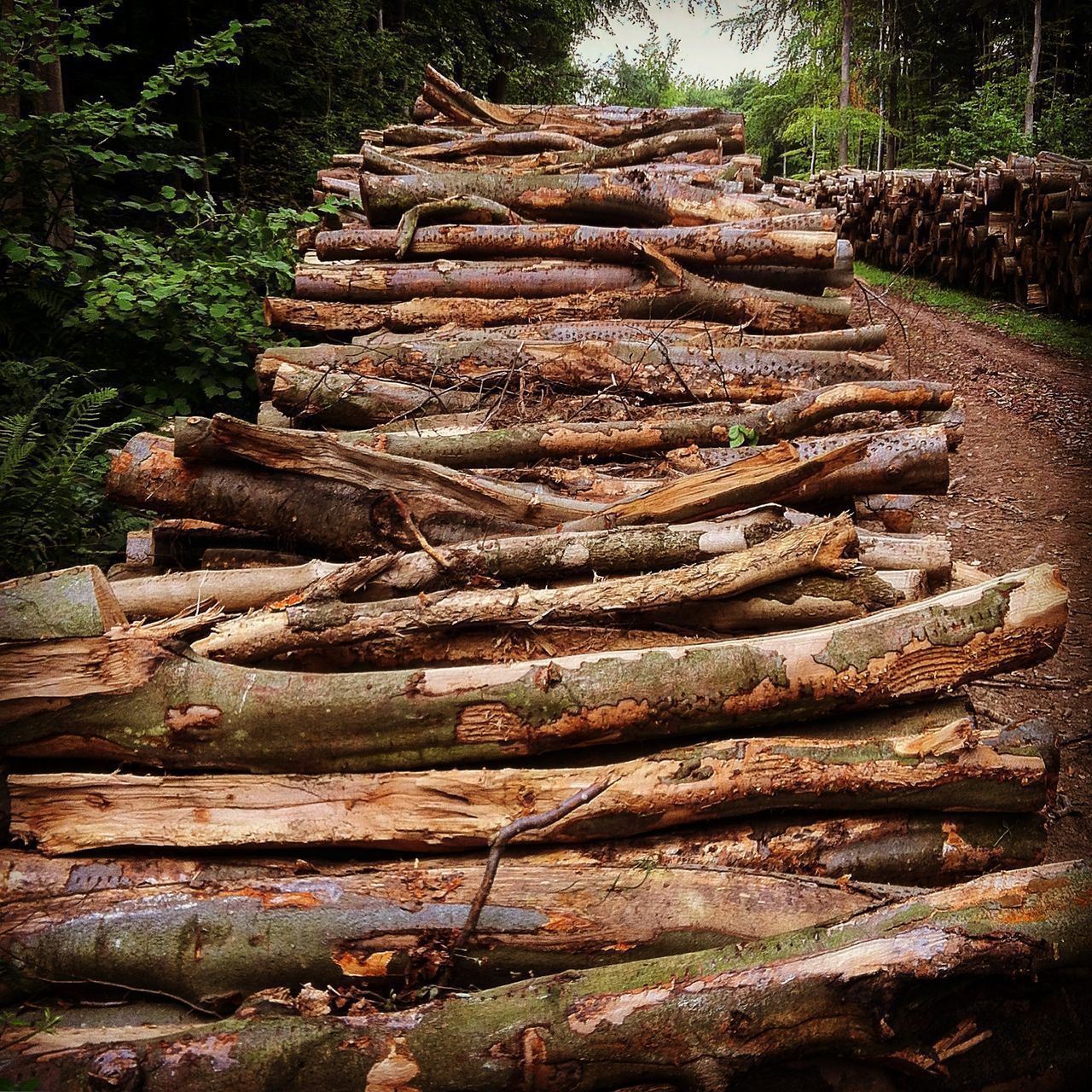 STACK OF LOGS IN TREE