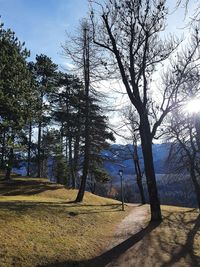 Trees on landscape against sky