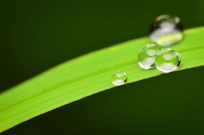 Close-up of wet leaf against black background