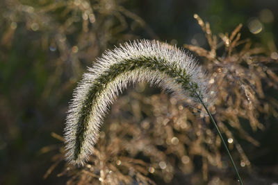 Close-up of dried plant on field