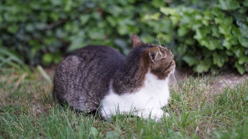 View of a cat on field