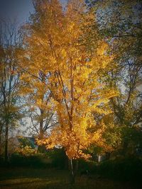 Autumn leaves on tree