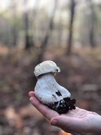 Close-up of hand holding mushroom