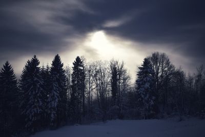 Trees on snow covered landscape against sky