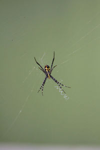 Close-up of spider on web