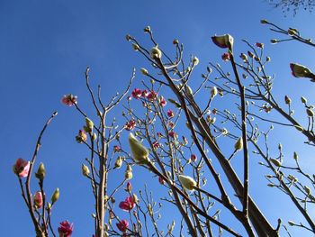 Low angle view of flower tree against clear blue sky