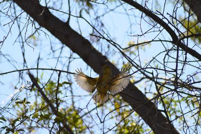 Low angle view of bird flying against sky