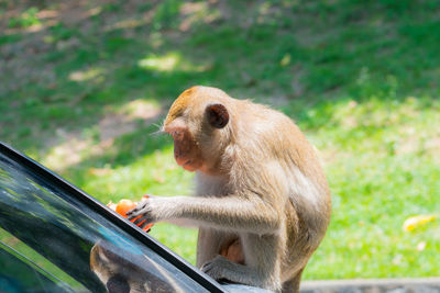 Monkey looking away