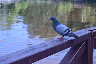 Bird perching on wooden railing