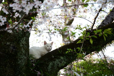 Low angle view of cat on tree