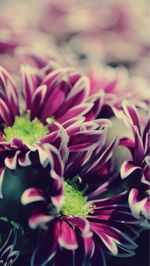 Close-up of pink flowers