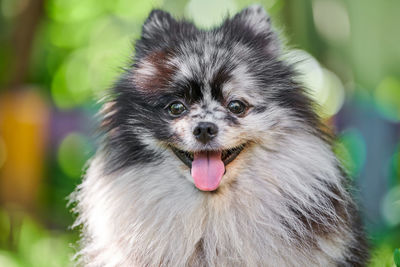 Pomeranian spitz dog close up portrait, green background. cute pomeranian puppy, spitz pom dog