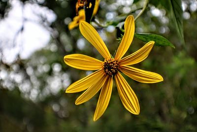 Close-up of yellow flower