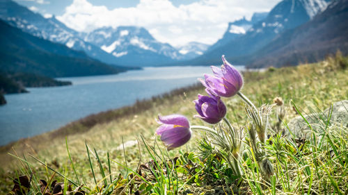 Wildflowers harebells closeup with lake and mountains in backdrop, waterton national park, canada