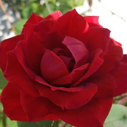 Close-up of red rose blooming outdoors