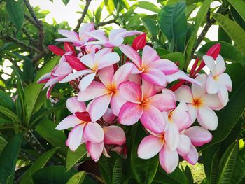 Close-up of pink flowers