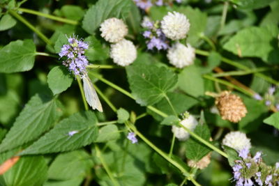 Close-up of purple flowering plant