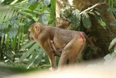 Side view of a monkey on tree