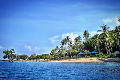 Palm trees on beach against blue sky