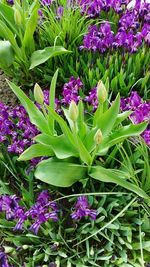 Close-up of purple flowers