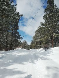 Snow covered land and trees against sky