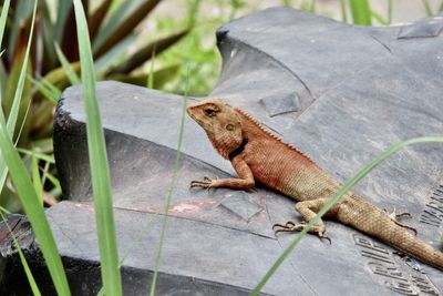 Close-up of lizard