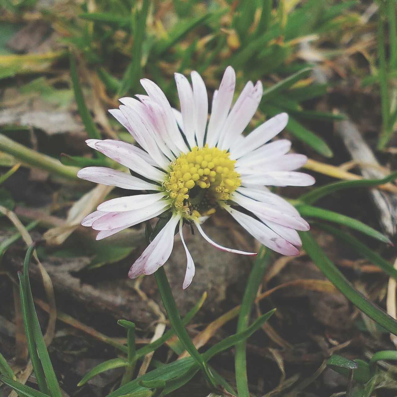 flower, freshness, petal, flower head, fragility, growth, single flower, beauty in nature, close-up, pollen, blooming, nature, plant, focus on foreground, white color, high angle view, daisy, field, in bloom, day