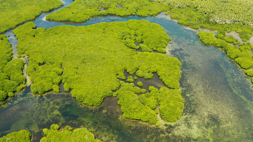 High angle view of green leaf on water