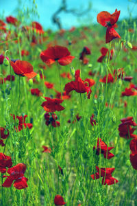 Close-up of red poppy flowers in field