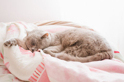 Cat sleeping on bed