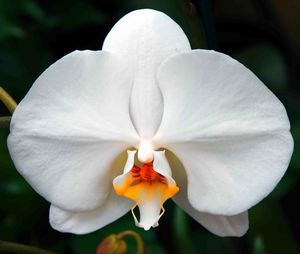 Close-up of white flower
