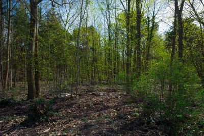 Scenic view of forest