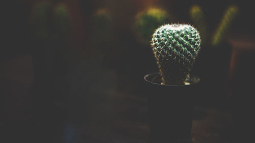 Close-up of cactus in potted plant