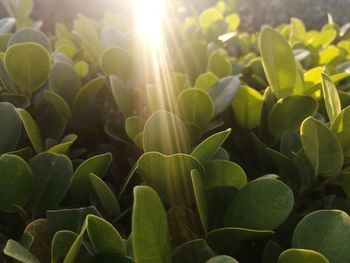 Full frame shot of plants on sunny day