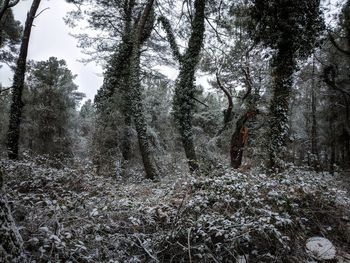 Trees growing in forest during winter