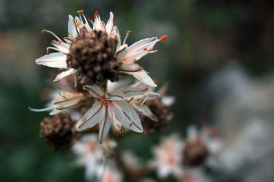 Close-up of wilted flowering plant