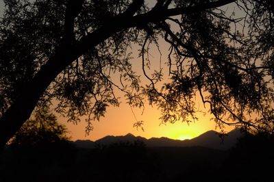 Silhouette trees against sky during sunset