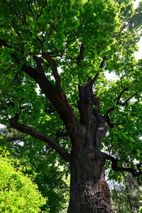 Low angle view of tree in forest
