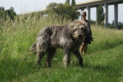 Woman with dog standing on field