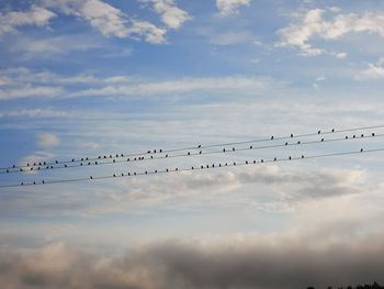 Low angle view of birds flying in sky