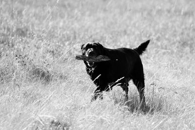 Black dog running on field