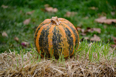 Close-up of pumpkin on field