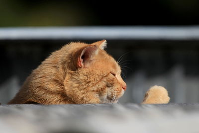 Close-up of a cat