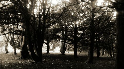 Scenic view of trees in forest