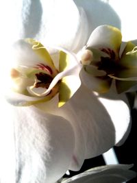 Close-up of white flowers