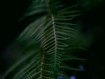 Close-up of plants in the forest around the waterfall