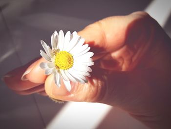 Close-up of hand holding flower